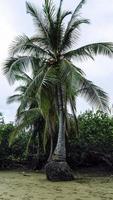 oerwoud strand palm boom foto