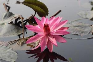 mooi roze water lelie bloem in water foto