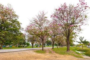 roze trompet boom of tabebuia rosea foto