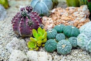 close-up verschillende cactusplanten in de tuin foto