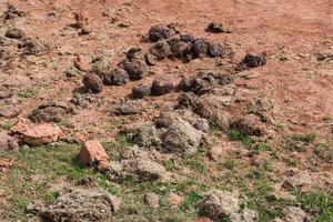 mest olifant Bij zout likken foto