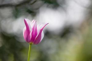 paarse tulp stengels buiten foto