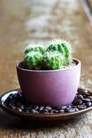 cactus op koffieschotel foto