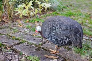 mooi Guinea kip in tuin foto