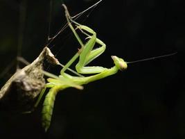 dichtbij omhoog schieten van een bidden bidsprinkhaan foto