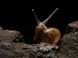 dichtbij omhoog schieten van een tuin slak foto