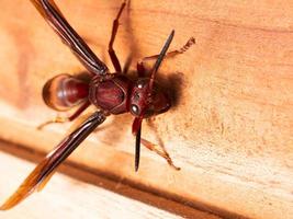 afbeelding van papier wesp ropalidia fasciata Aan een houten tafel foto