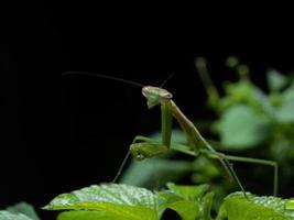 dichtbij omhoog schieten van een bidden bidsprinkhaan foto