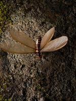 afbeelding van een termiet alaten foto