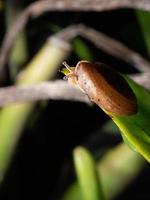 dichtbij omhoog schieten van een tuin slak foto