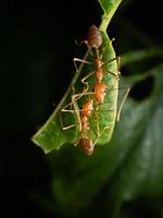 dichtbij omhoog schieten van rood mieren Aan een blad foto