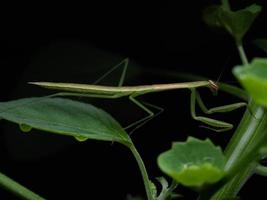 dichtbij omhoog schieten van een bidden bidsprinkhaan foto