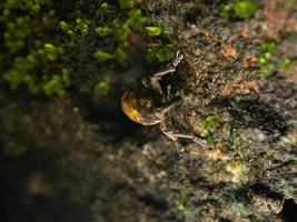 dichtbij omhoog schieten van snuitkevers kevers foto