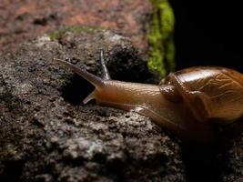 dichtbij omhoog schieten van een tuin slak foto