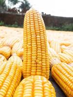 afbeelding van maïs met kolven foto