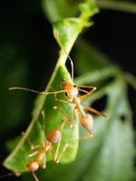 dichtbij omhoog schieten van rood mieren Aan een blad foto