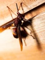 afbeelding van papier wesp ropalidia fasciata Aan een houten tafel foto