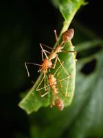 dichtbij omhoog schieten van rood mieren Aan een blad foto