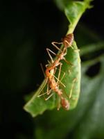 dichtbij omhoog schieten van rood mieren Aan een blad foto