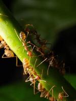 dichtbij omhoog schieten van rood mieren Aan een blad foto