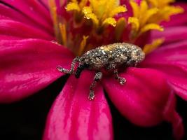 dichtbij omhoog schieten van snuitkevers kevers foto