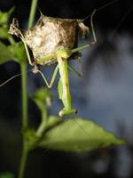 dichtbij omhoog schieten van een bidden bidsprinkhaan foto