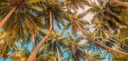 groen palm bomen tegen zonsondergang lucht. tropisch oerwoud Woud met helder blauw lucht, panoramisch natuur spandoek. idyllisch natuurlijk landschap, op zoek omhoog laag punt van visie. zomer op reis vakantie achtergrond foto