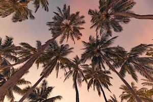 tropisch bomen achtergrond concept. kokosnoot palmen en vredig blauw lucht. exotisch zomer natuur achtergrond, groen bladeren, natuurlijk landschap. zomer tropisch eiland, vakantie of vakantie patroon foto