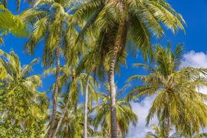 mooi kokosnoot bomen Aan zonnig blauw lucht Aan de strand natuur achtergrond. tropisch natuur patroon, zomer achtergrond behang
