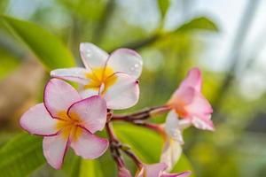 wit en geel plumeria bloemen bloeiend Aan boom, frangipani, tropisch bloemen. zacht zonlicht Aan bloeiend exotisch bloesem met wazig bokeh tropisch tuin landschap. eiland natuur detailopname