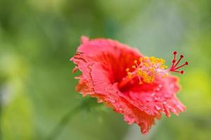 exotisch tropisch tuin of park natuur met detailopname hibiscus bloem Aan een groen achtergrond. in de tropisch tuin. verbazingwekkend natuur foto