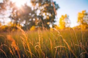 abstract zacht focus zonsondergang veld- landschap van geel gras weide warm gouden uur zonsondergang zonsopkomst tijd. rustig herfst natuur detailopname en wazig Woud achtergrond. idyllisch natuur vallen Woud foto