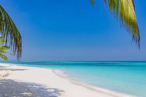 zomer strand achtergrond palm bomen tegen blauw lucht banier panorama, tropisch reizen bestemming. wit zand, blauw zee exotisch landschap, verbazingwekkend zomer achtergrond foto