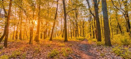 verbazingwekkend herfst landschap. panoramisch Woud natuur. levendig ochtend- in kleurrijk Woud met zon stralen oranje gouden bladeren bomen. idyllisch zonsondergang, droom fantasie toneel- pad. mooi vallen park voetpad foto