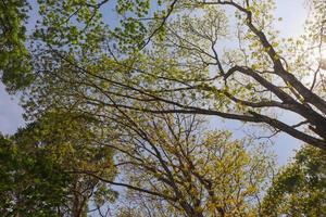 dicht banyan boom tegen een helder blauw lucht achtergrond foto