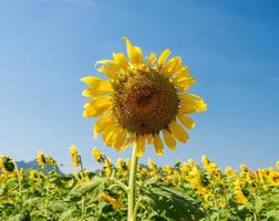 voorkant visie met uitzicht de geel zonnebloem zijn bloeiend prachtig in een wijd open veld- langs met de blauw lucht dat looks comfortabel Aan de ogen, maakt het ontspannende Bij de moment dat u kan zien foto