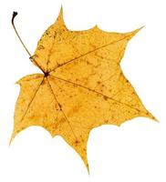 terug kant van oud geel herfst blad van esdoorn- boom foto