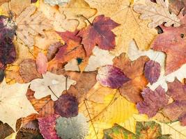 herfst achtergrond van divers bont bladeren foto