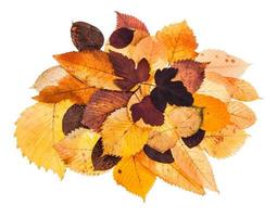 hoop van divers herfst gedaald bladeren geïsoleerd foto