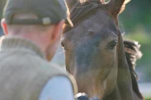 fotograaf en paard foto