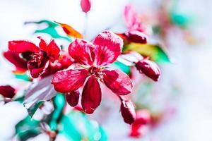 bloeiende roze appelboomtakken in het voorjaar foto