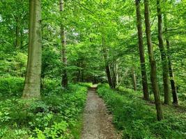 prachtig uitzicht in een dicht groen bos met fel zonlicht dat diepe schaduw werpt foto