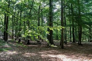 prachtig uitzicht in een dicht groen bos met fel zonlicht dat diepe schaduw werpt foto