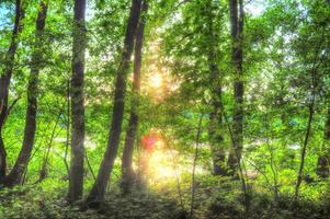 prachtig uitzicht in een dicht groen bos met fel zonlicht dat diepe schaduw werpt foto