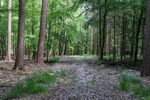 prachtig uitzicht in een dicht groen bos met fel zonlicht dat diepe schaduw werpt foto