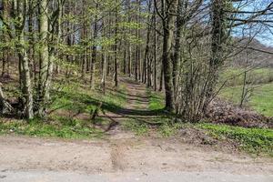 prachtig uitzicht in een dicht groen bos met fel zonlicht dat diepe schaduw werpt foto