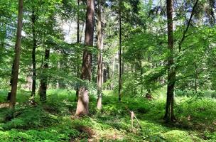 prachtig uitzicht in een dicht groen bos met fel zonlicht dat diepe schaduw werpt foto