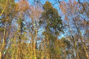 prachtig uitzicht in een dicht groen bos met fel zonlicht dat diepe schaduw werpt foto