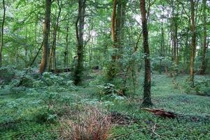 prachtig uitzicht in een dicht groen bos met fel zonlicht dat diepe schaduw werpt foto