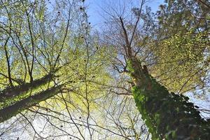 prachtig uitzicht in een dicht groen bos met fel zonlicht dat diepe schaduw werpt foto